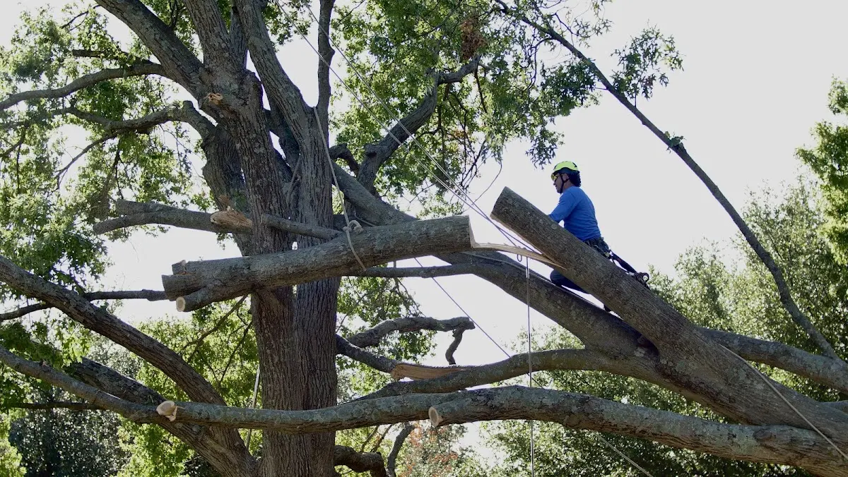 Professional Hazardous Tree Removal performed by certified arborists in Mickleton