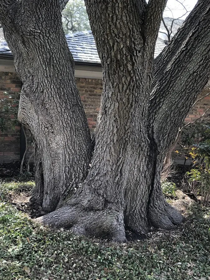 Mature heritage tree close to a Mickleton property cared for by certified arborists
